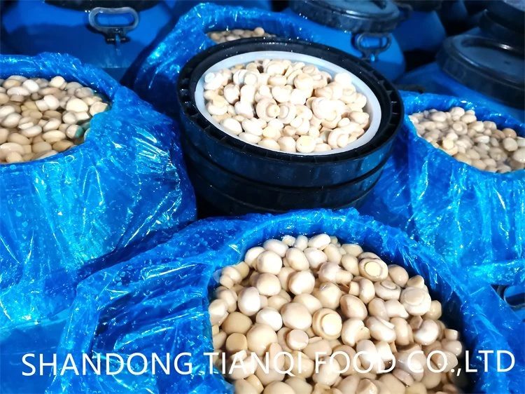 High quality white mushroom in brine in drums