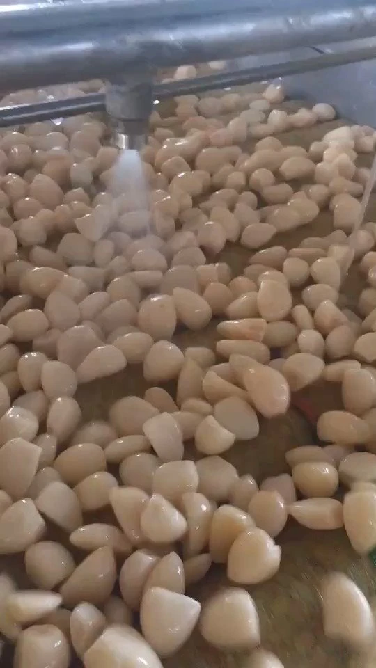Preserved peeled white garlic cloves in brine in drums