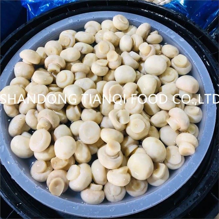 factory cultivated white mushroom in brine in drums